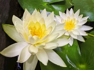 两朵优雅绽放的白色睡莲