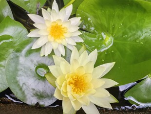 两朵绽放的黄色睡莲