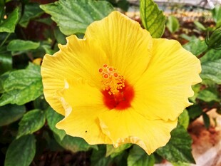 黄色扶桑花特写