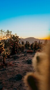 沙漠中的仙人掌景观