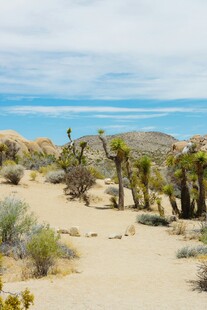 沙漠中的约书亚树与海景