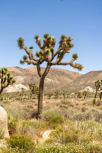 约书亚树景观
