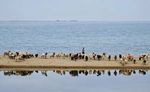 海边堤坝上的密集鸟群