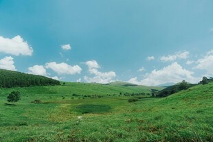 翠绿原野