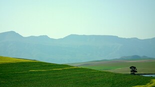 草原山丘间的孤独小树