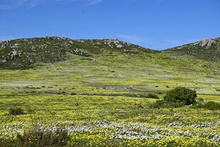 广袤绿野间的自然美景