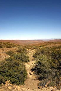 荒野中的绿色植被景观
