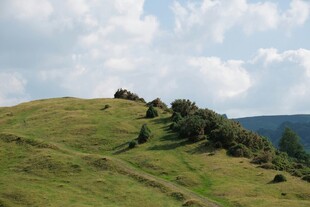 绿意盎然的山坡美景