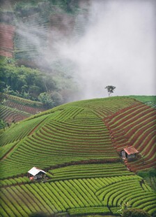 云雾缭绕的美丽梯田景观