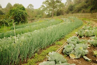 田园蔬菜种植景观