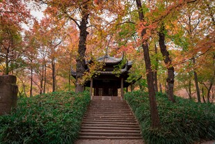 秋日林间古亭木栈道