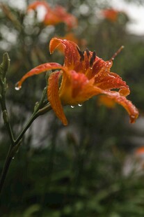 百合花