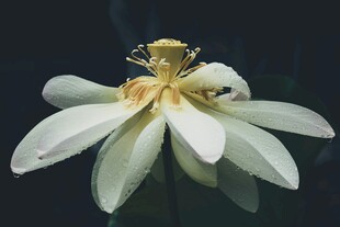 莲花