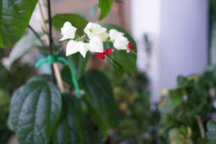植物龙吐珠白色花朵