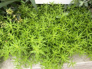 垂盆草