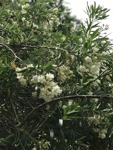 枝头绽放的白色小花