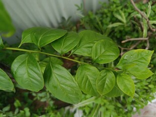 翠绿叶片的植物特写