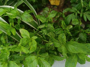 新鲜翠绿的多种香草植物
