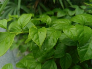 翠绿叶片的生机植物