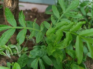 嫩绿植物特写