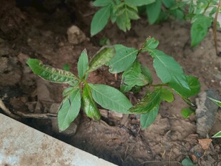 嫩绿植物生长于泥土中