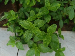 清新薄荷绿植盆栽