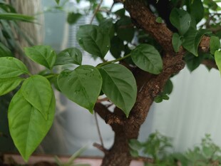 绿叶繁茂的盆栽树