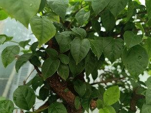 绿叶繁茂的植物枝干