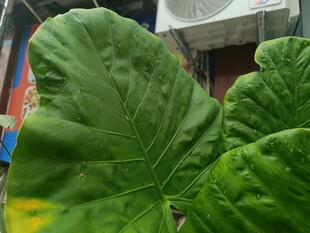 特写翠绿硕大的植物叶片