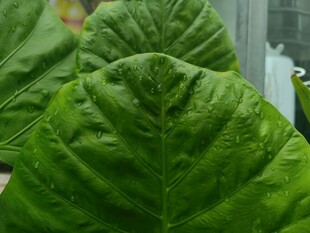 翠绿大叶片植物特写