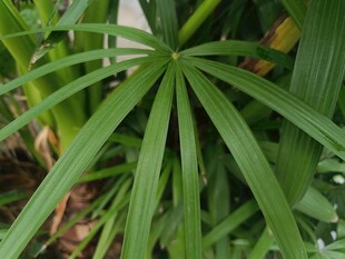 细长叶片的绿色植物