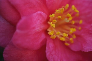 茶花