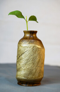 花瓶中嫩绿新苗