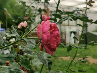 娇艳绽放的粉色月季花