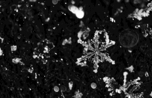 晶莹雪花特写
