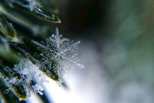 晶莹雪花落于翠绿松枝