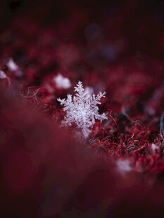 红底上的精致雪花
