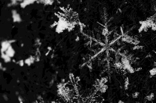 微距下的精美雪花特写