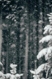 雪覆森林