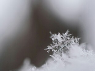 微距下的精致雪花