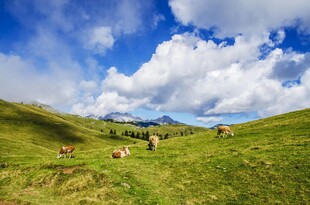 草原牧场景色如画