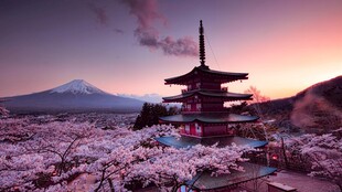 富士山下樱花与古寺美景