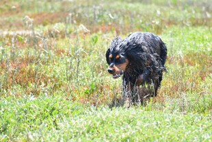 草地中漫步的黑色小狗