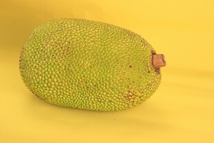 黄色背景上的菠萝蜜