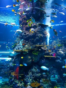 海底奇幻珊瑚礁景观