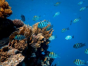 海底斑斓鱼群与珊瑚景观