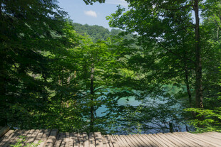 林间湖畔木栈道美景