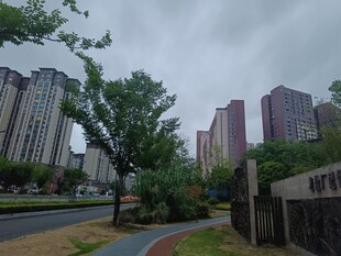 城市住宅区旁的绿树道路