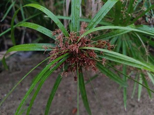 棕竹植物特写