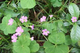 紫花酢浆草 